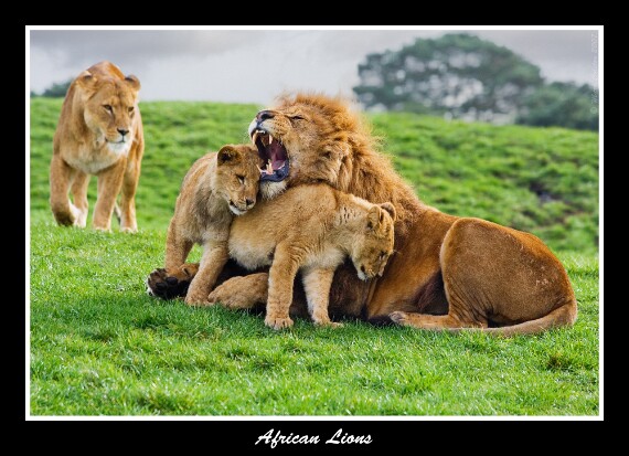 African Lions copy